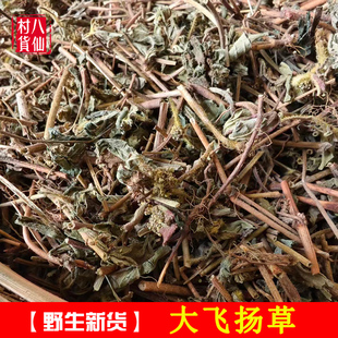 野生新晒大飞扬草  新鲜野生大飞扬 洗澡中草药大乳汁草 节节花