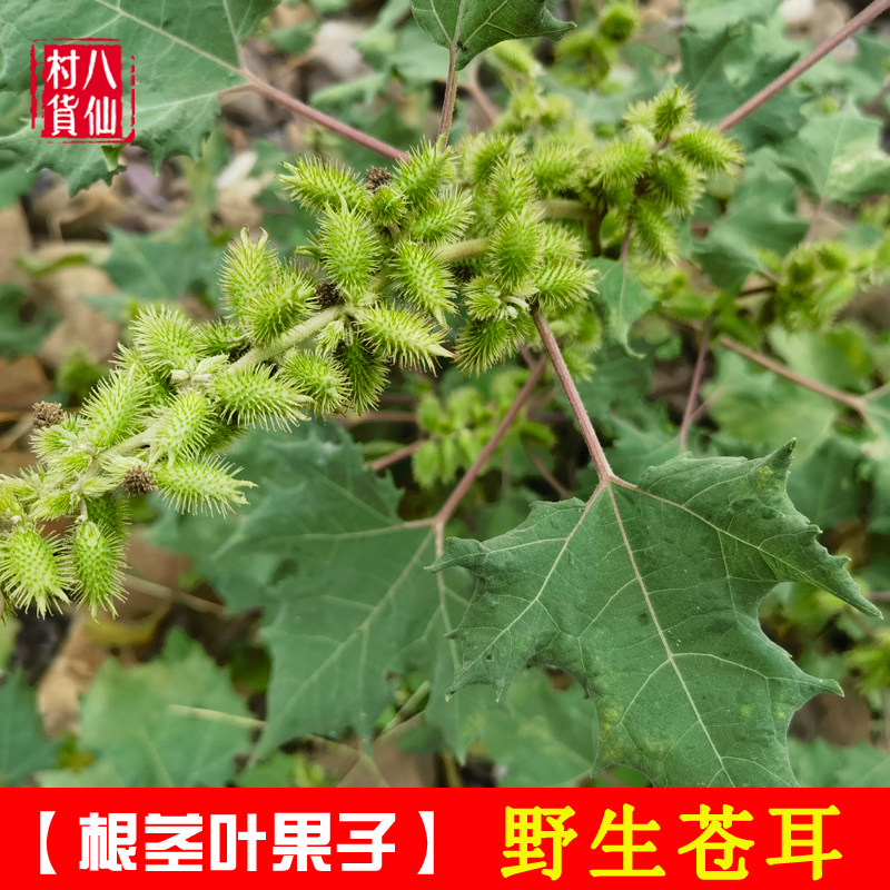 新鲜苍耳草 苍耳枝叶中草药材苍耳根胡苍子痴头芒苍耳草苍耳子