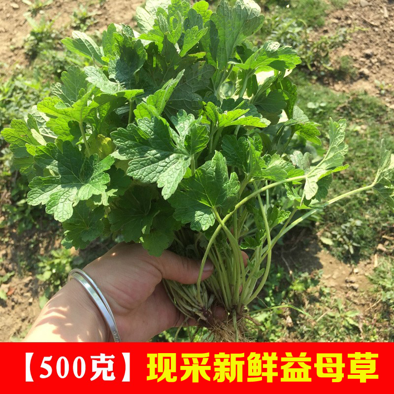 新鲜益母草中草药现采红花益母艾