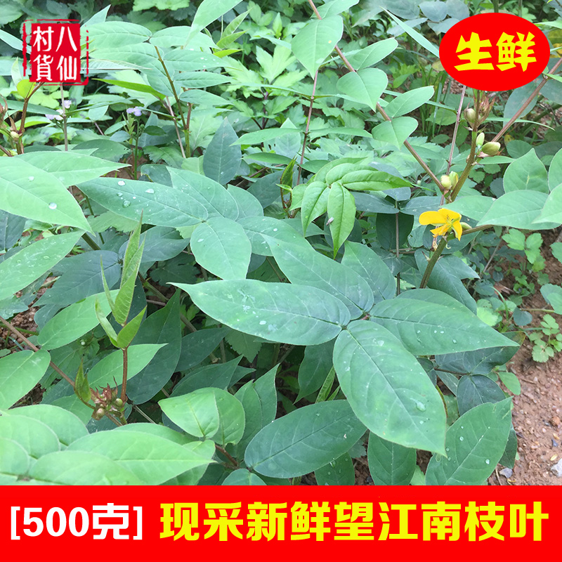 新鲜望江南中草药羊角菜全草