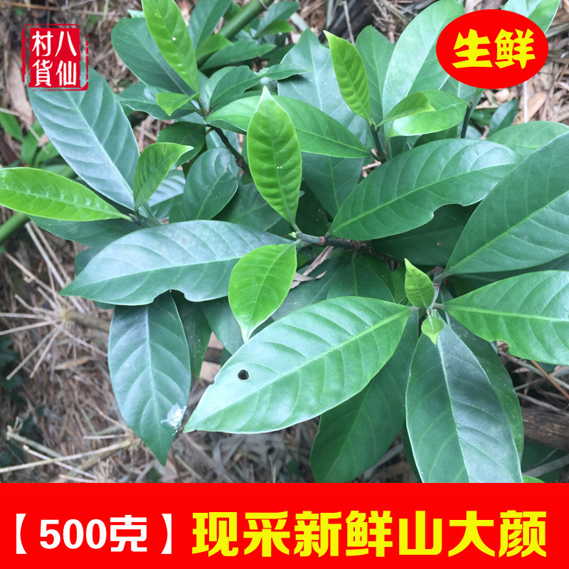新鲜山大颜  野生九节木鲜品 山大刀中药材大罗伞火筒树 山大颜根