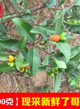 新鲜了哥王 中草药材地棉根别南根 地锦皮山麻皮全草 了哥王叶子