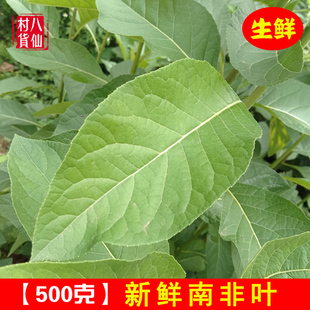 新鲜南非叶 现采南非叶 新晒将军叶 药王叶 中草药 南非叶茶 苦叶