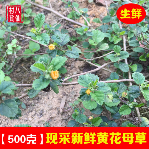 山鸡野生 山鸡野生