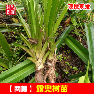 露兜树苗 新鲜假菠萝苗 山菠萝苗 中草药野菠萝树露兜果苗露兜苗