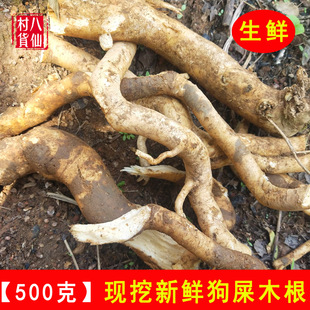 现挖狗屎木根 新鲜华山矾纯根 土常山华灰木地黄木狗屎木整棵全草
