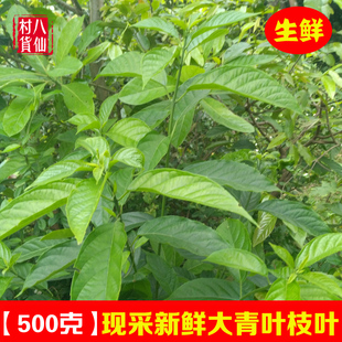 现采新鲜大青叶 臭大青路边青 中草药大青树臭树根枝叶 500克包邮