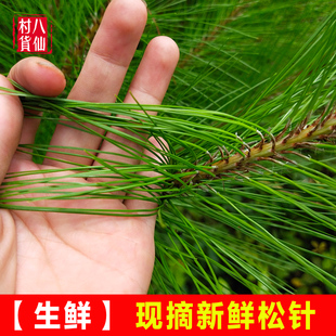 广西深山松针 新鲜松针 现摘马尾松针茶 松叶茶松鲜品松针 包邮