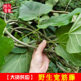 新鲜宽筋藤  野生舒筋藤松根藤 中草药松筋藤青筋藤 软筋藤大松身