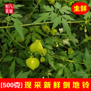 现采新鲜倒地铃 野生三角泡 中草药三角藤 假苦瓜藤叶苦楝风船葛