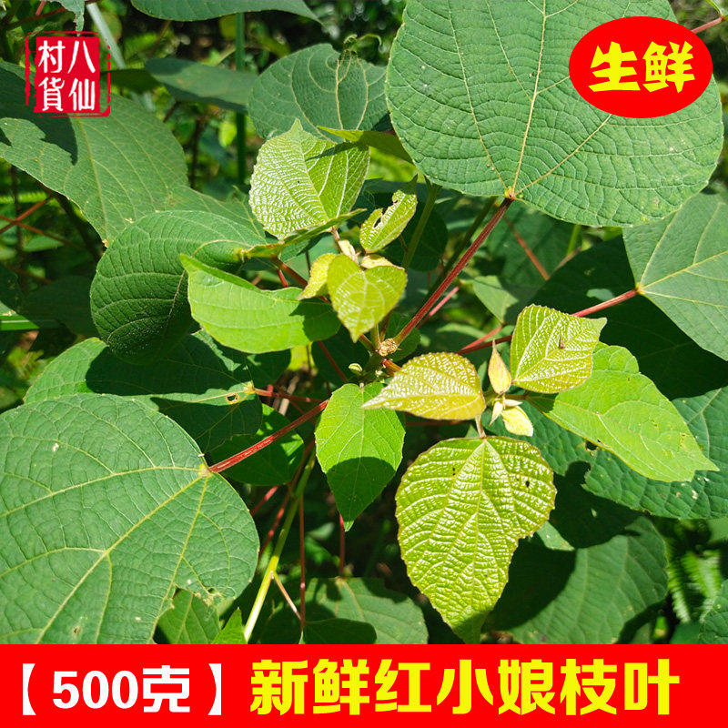 深山新鲜红小娘 现采红背山麻杆红冒顶树红背娘根山麻杆枝叶 包邮