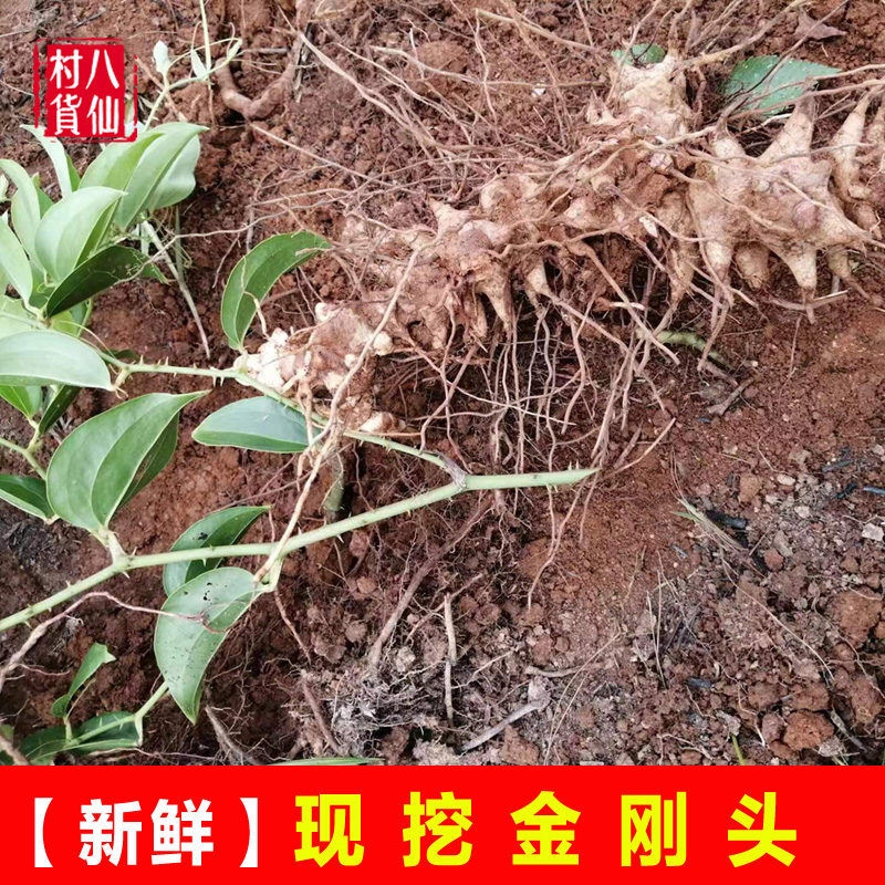 现挖菝葜 新鲜金刚头 铁菱角中草药冷饭头 中草药铁刺苓鲜品 包邮