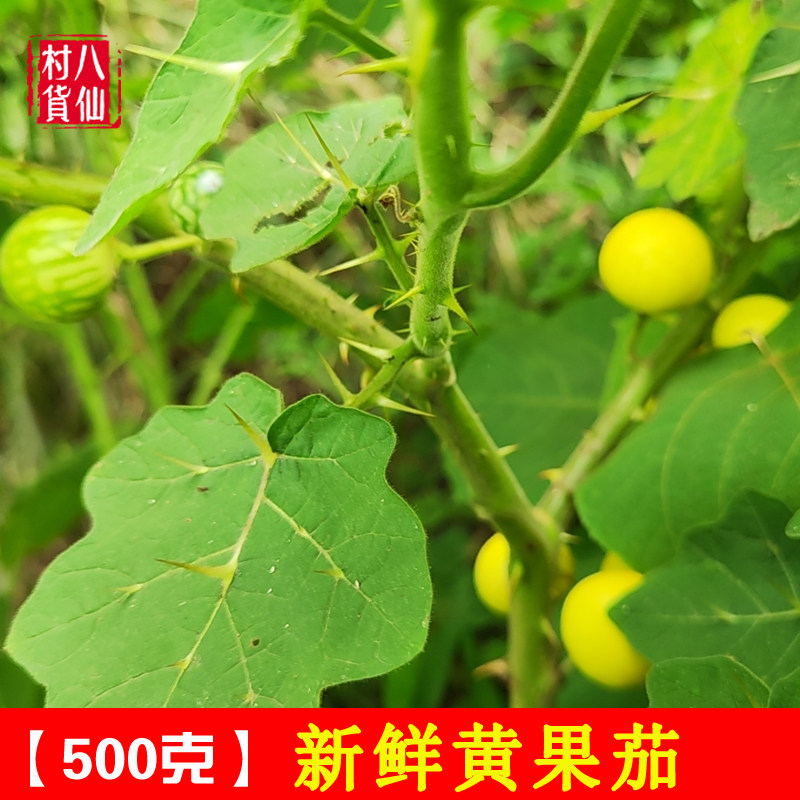 新鲜刺天茄 现采黄果茄 大颠茄 番鬼茄根牙疼果全草黄果茄果子