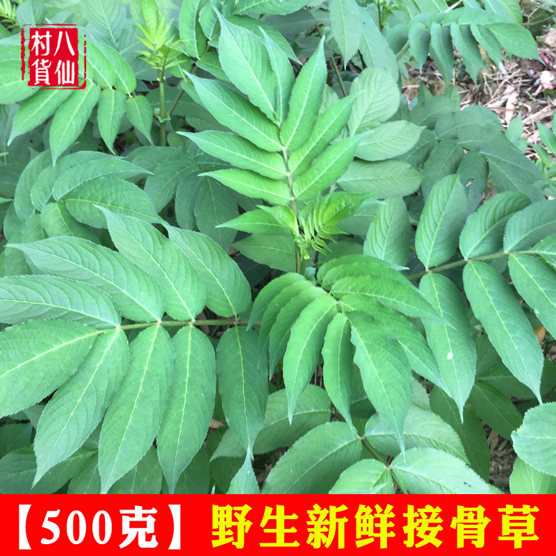 新鲜接骨草 中草药八棱麻全草 野生走马风草药 小接骨丹枝叶 陆英