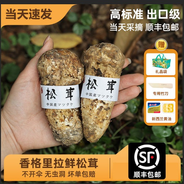 现挖新鲜香格里拉松茸菌新鲜松茸鲜云南野生菌子特产顺丰礼盒装