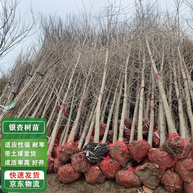 银杏树苗白果树苗庭院园林占地遮阳绿化苗粗10厘米1棵源头直发 银