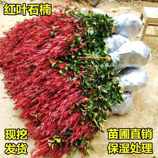 红叶石楠苗红花继木金森女贞绿化树苗红庭院植物篱笆苗木树小苗球