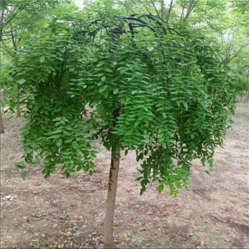 龙爪槐树苗国槐树苗南北方庭院风景树绿化植物粗6公分1棵源头直发