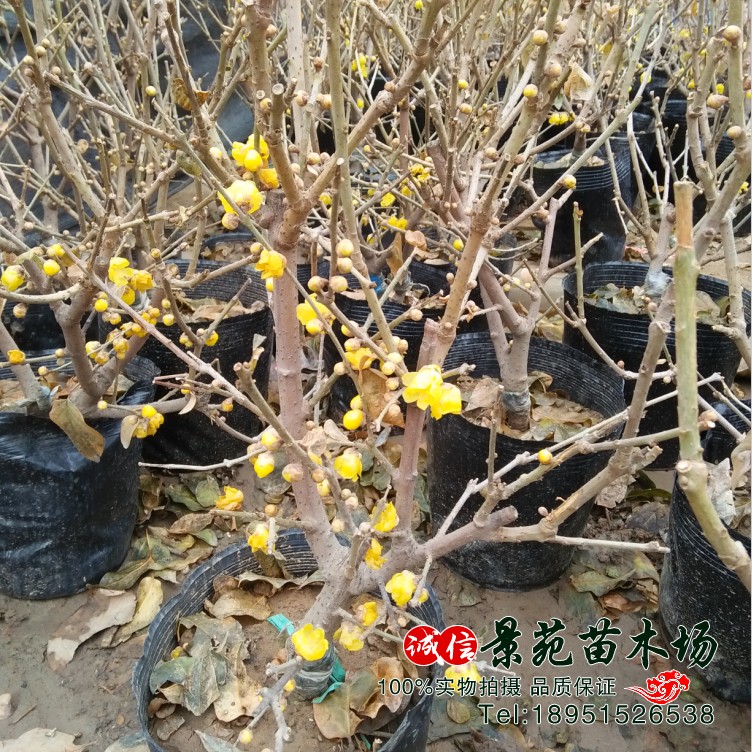 庭院浓香型盆景树桩腊梅花