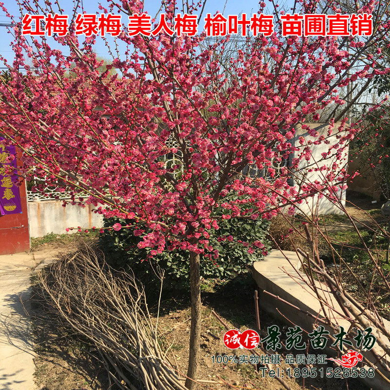 促销梅花盆景树桩梅花苗腊梅苗红