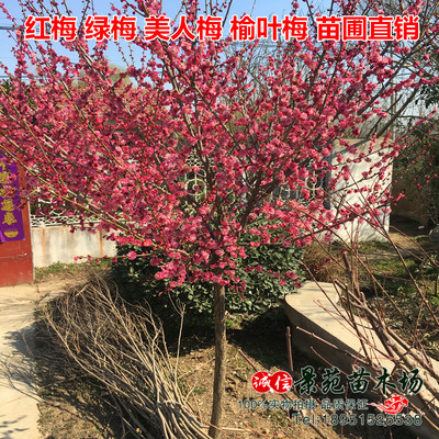 促销梅花盆景树桩梅花苗腊梅苗红梅绿梅美人梅榆叶梅树苗庭院盆栽