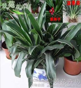 乔迁结婚盆栽地栽青叶万年青室内植物金边万年青绿植花卉四季常青