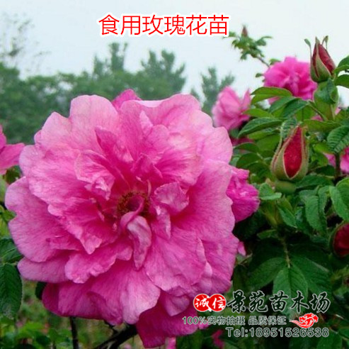 绿植阳台嫁接香水食用玫瑰花苗图片