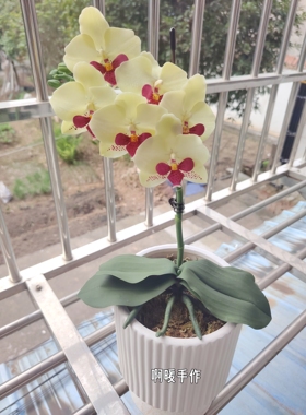 仿真花假花蝴蝶兰盆栽室内客厅装饰品摆件仿真花艺摆设粘土仿真花
