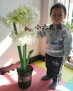荷兰进口朱顶红种球 阿弗雷 爆花品种 热销名【小北花园】