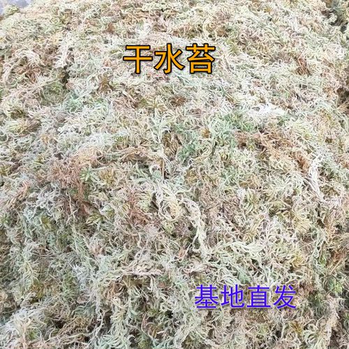 干净少杂质纯天然水苔
