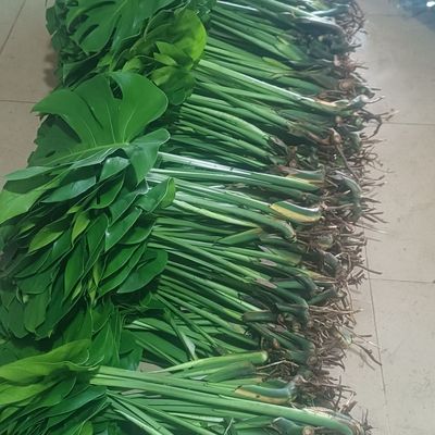 老桩龟背竹盆栽室内好养客厅大型绿植花卉水培植物大叶开背