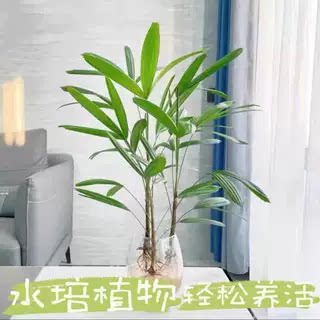 水培植物棕竹盆栽室内好养耐阴竹子四季富贵竹绿植花卉水养观音竹