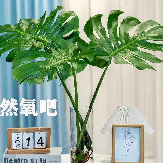 龟背竹客厅特大号水培大叶老桩植物室内大型好养易活落地四季绿植图片