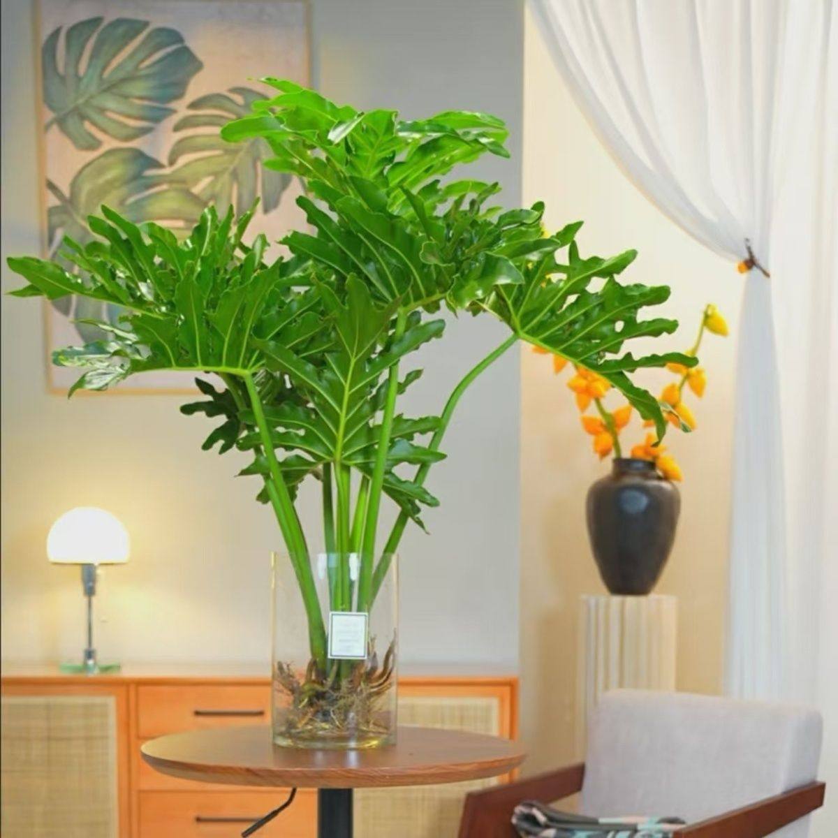 老桩龙鳞春羽盆栽大型绿植室内观叶客厅好养办公室净化空气植物,鲜花速递/花卉仿真/绿植园艺,绿植,淘宝优惠券,粉丝福利购,淘宝优惠卷