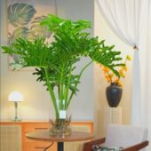 老桩龙鳞春羽盆栽大型绿植室内观叶客厅好养办公室净化空气植物