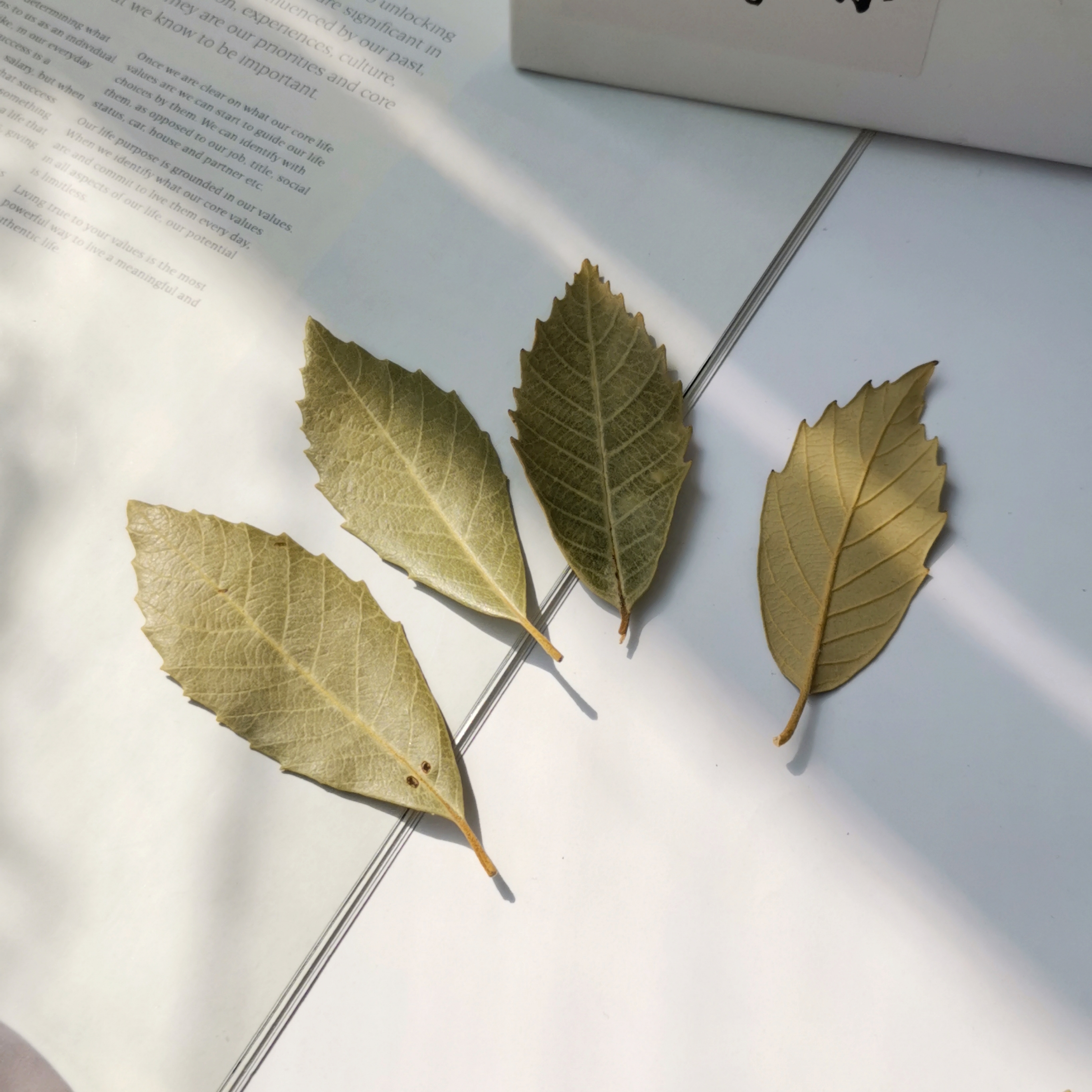 小草堂天然植物树叶白栗叶