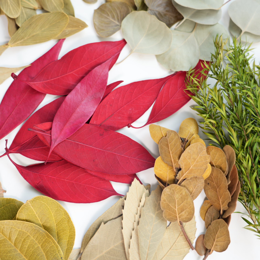 【干燥树叶】菩提叶天然真树叶圆形柏梨叶橱窗布置装饰标本拍摄