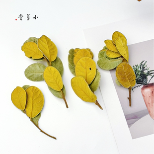 【黄梨叶】zakka野外天然复古拍照树叶旧黄梨叶拍照背景落叶干叶