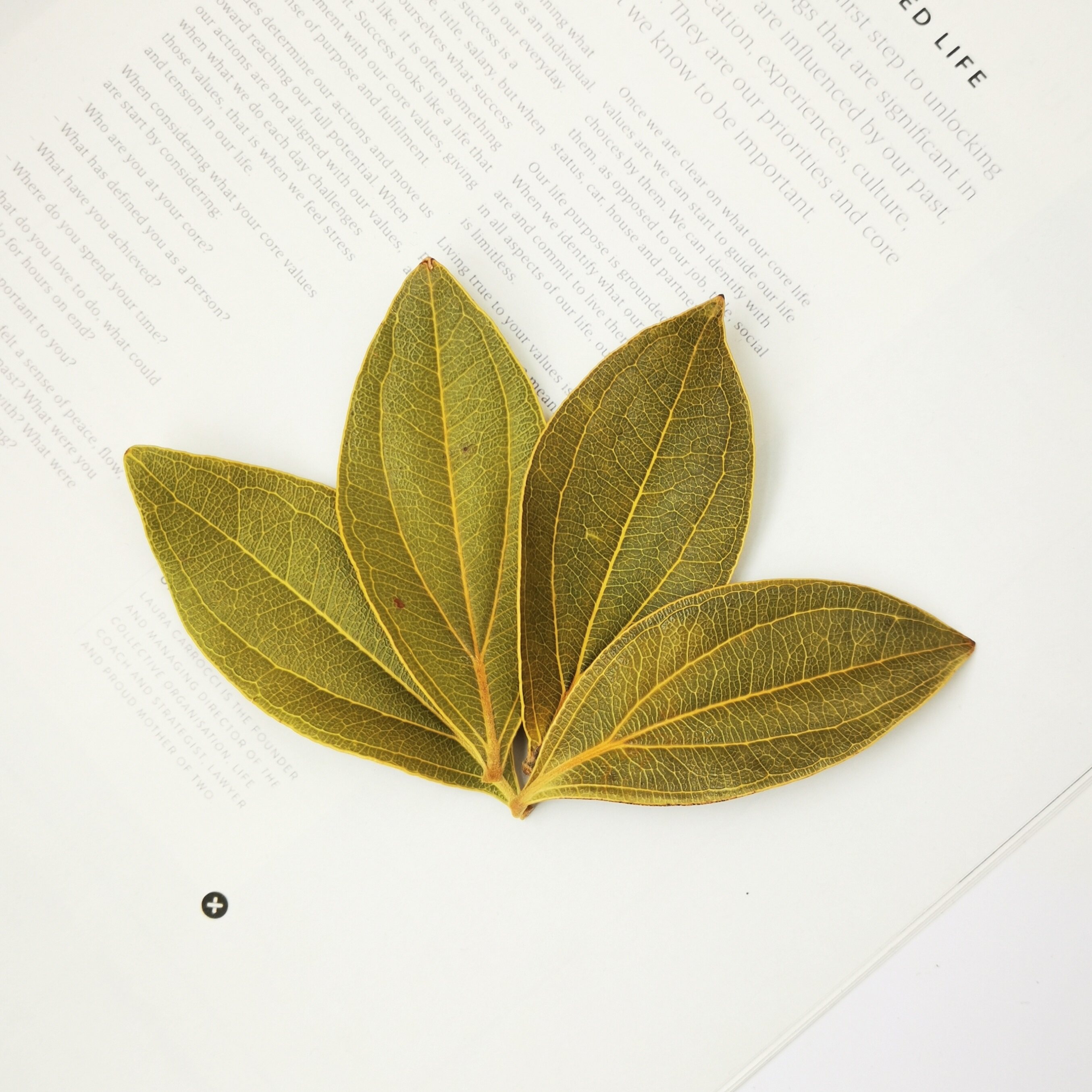 【藜麦叶】进口天然植物叶子 手工diy 植物收集标本相框 鱼缸造景