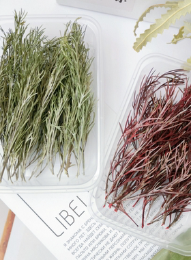 小草堂天然植物素材新云桦叶