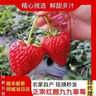 久久草莓红颜河北保定满城特产九九水果新鲜奶油99现摘京津冀包邮