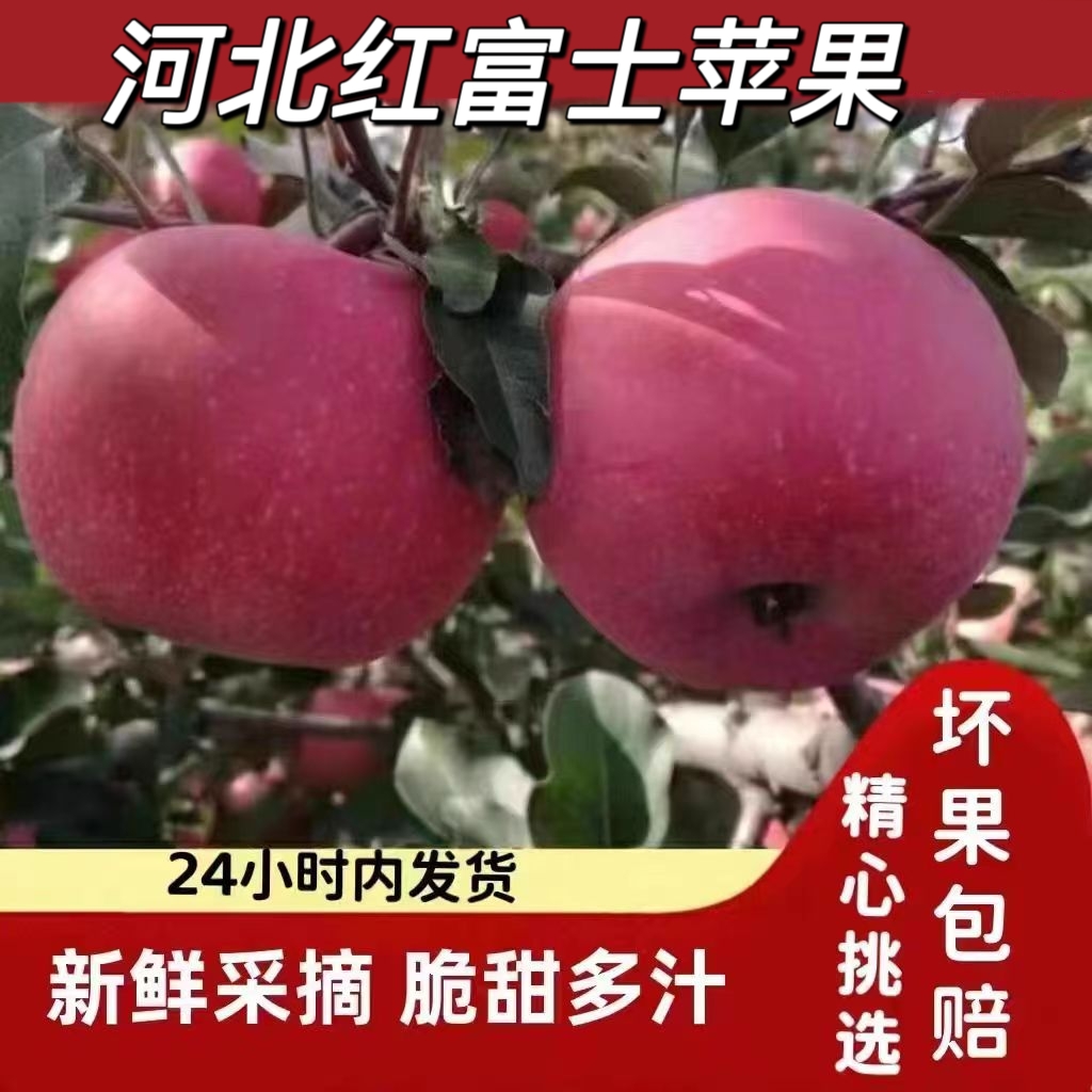脆甜多汁河北红富士苹果新鲜当季