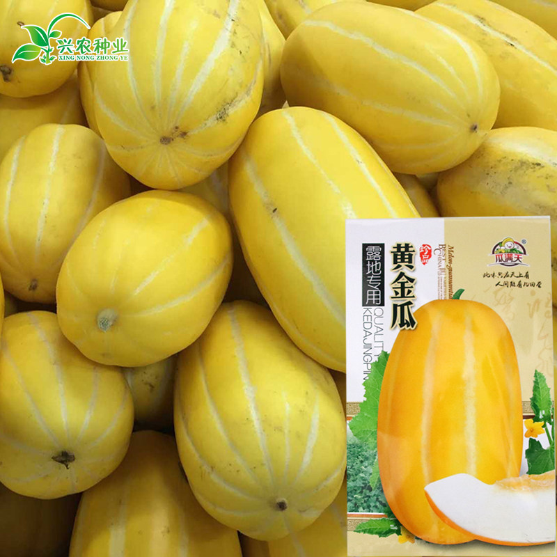 黄金瓜种子 十棱黄金瓜黄香瓜种子甜瓜蔬果种子黄香瓜种子