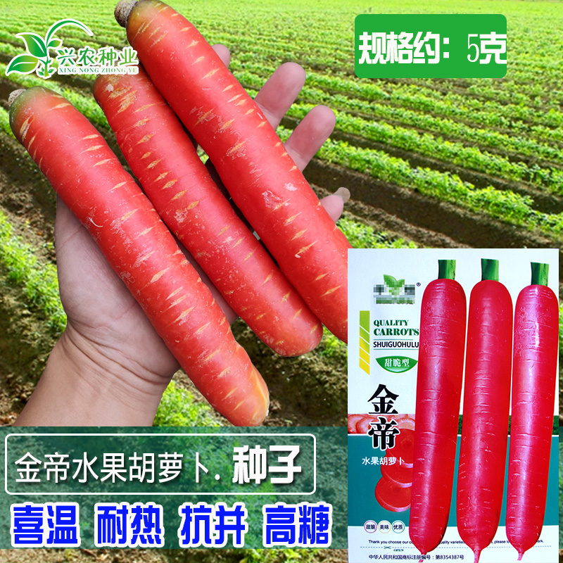 粉红肉质硬糖份高香味浓胡萝卜籽