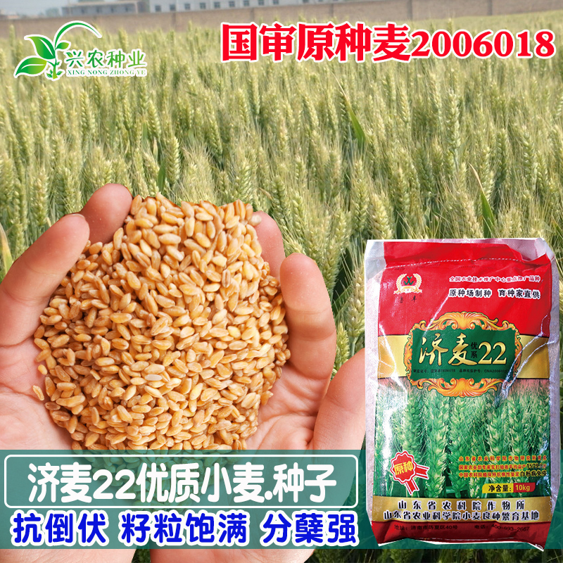 优质国审矮秆抗倒大穗原种冬小麦