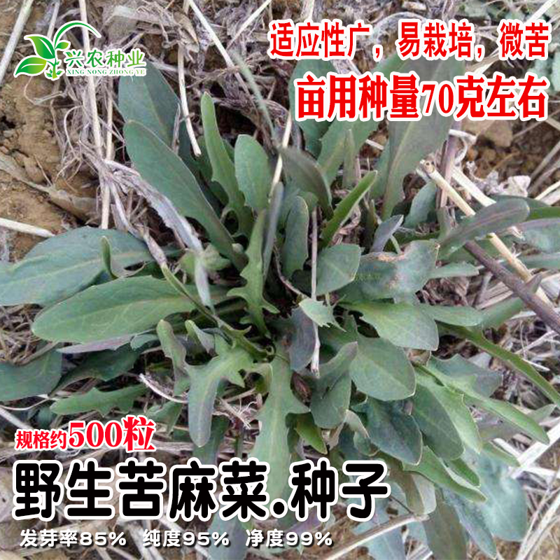 野生苦麻菜野菜种子 菜园阳台苦麻菜苦菜种子四季盆栽野菜青菜籽