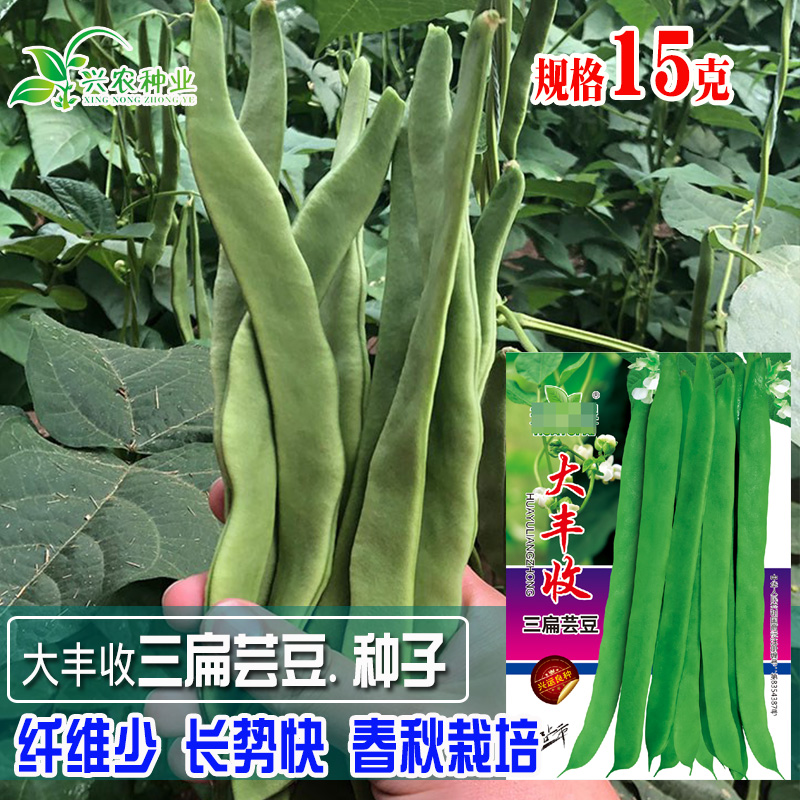 大丰收三扁芸豆角种子菜园大田