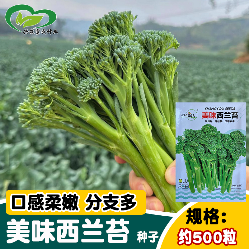 研优美味西兰苔种子 分支多口感鲜美 菜园农家四季盆栽阳台花菜籽