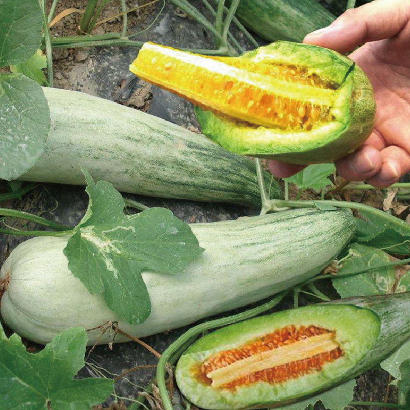 羊角蜜种子甜瓜种籽羊角酥西瓜香瓜种孑早熟品种四季瓜果蔬菜种子