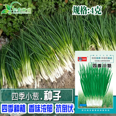 阳台蔬菜种子四季小葱